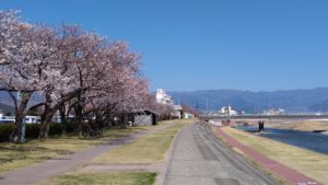 笛吹市役所前の桜並木